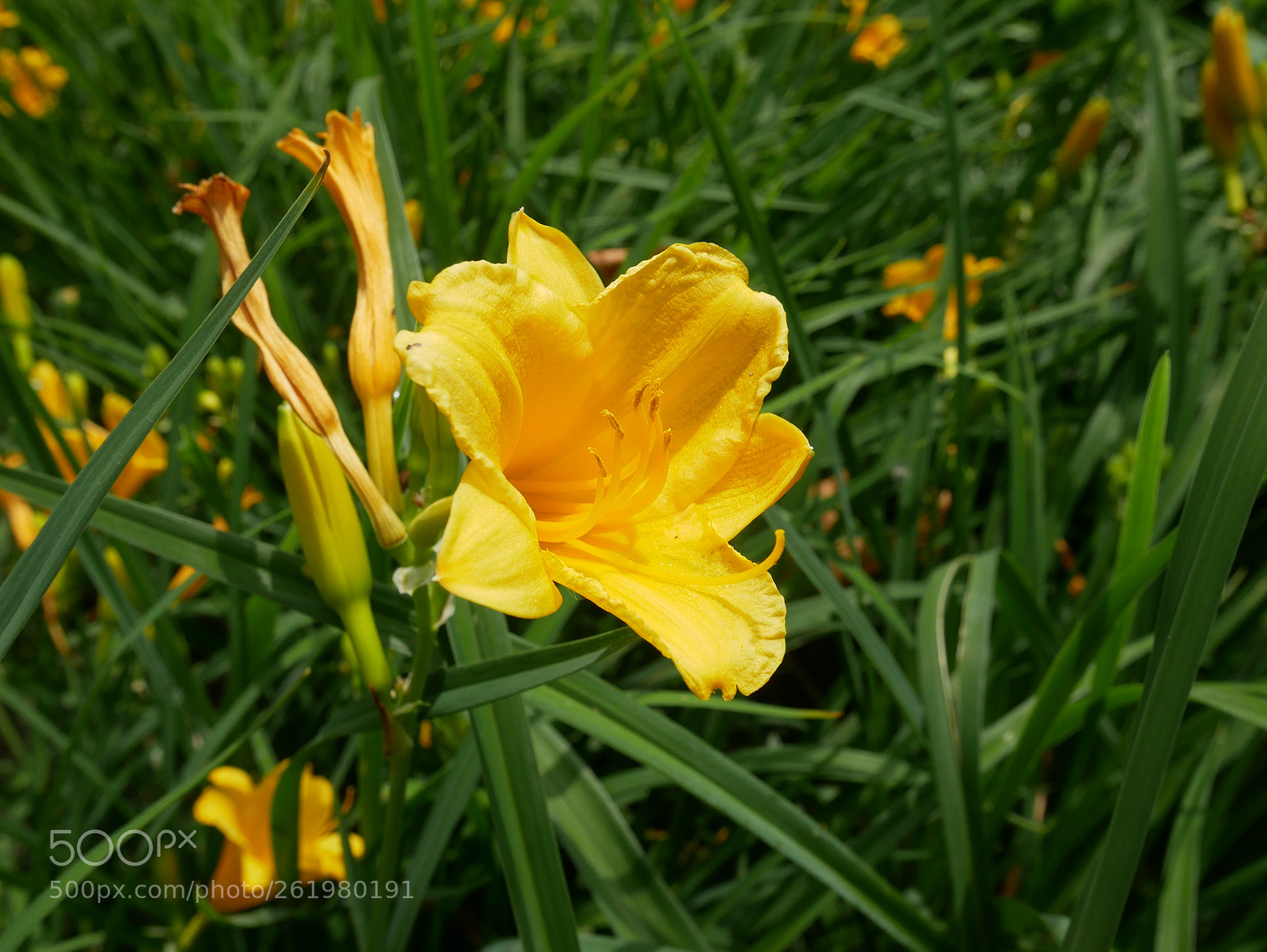 Panasonic Lumix DMC-GX85 (Lumix DMC-GX80 / Lumix DMC-GX7 Mark II) sample photo. Yellow photography