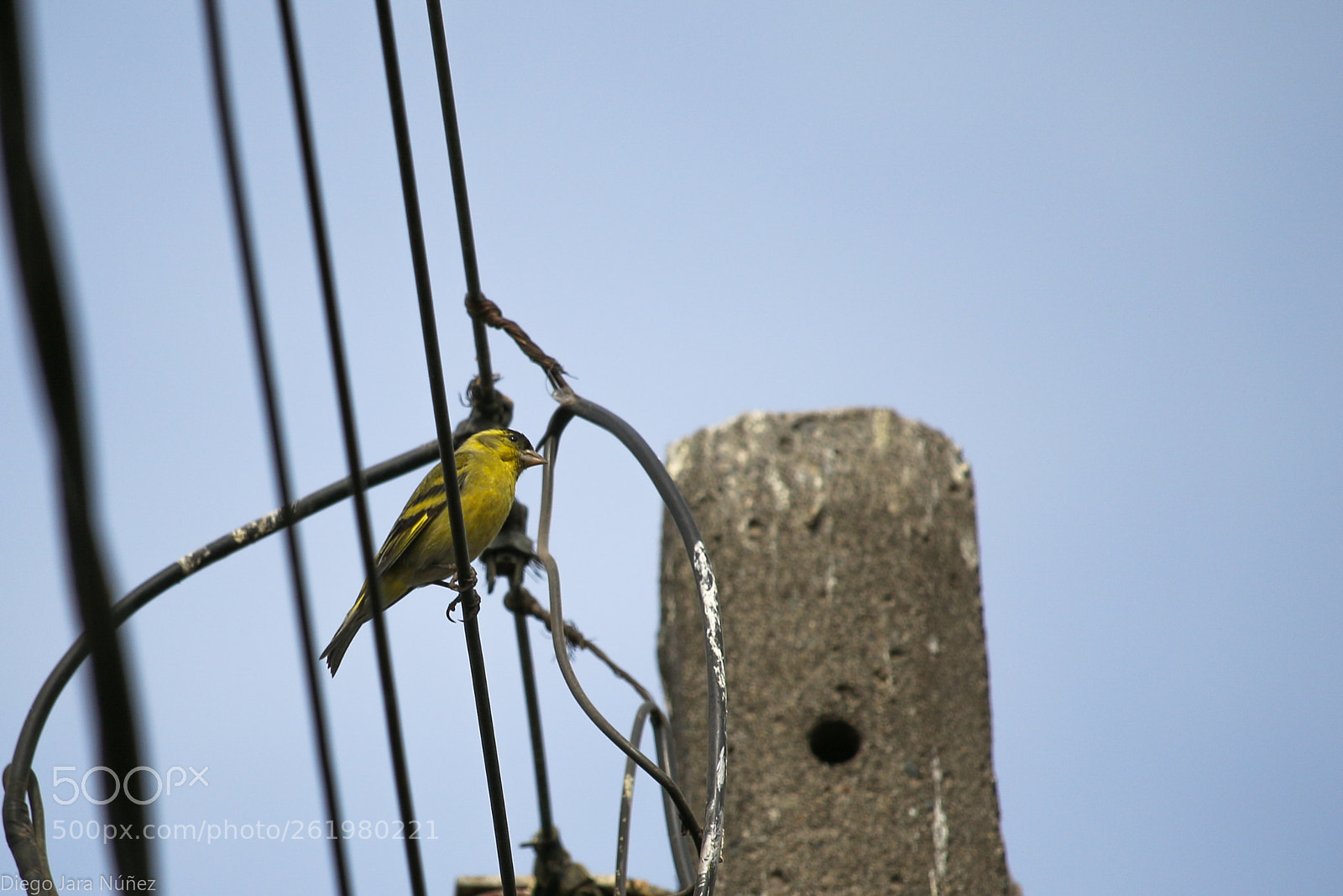 Canon EOS 70D sample photo. Jilguero photography