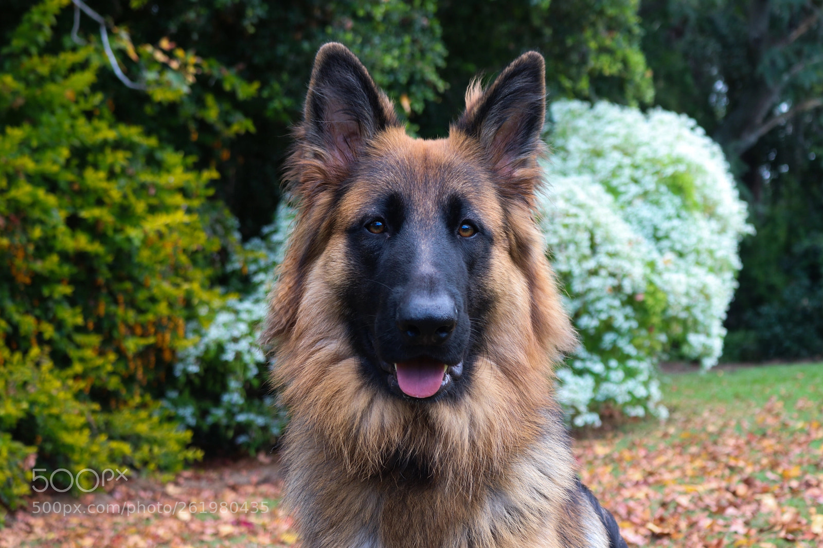 Canon EOS 80D sample photo. Bruno the shepherd photography