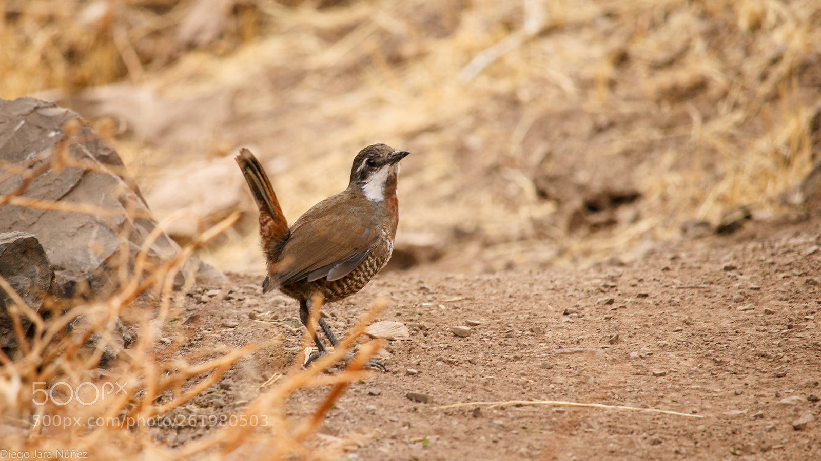 Canon EOS 70D sample photo. Turca photography