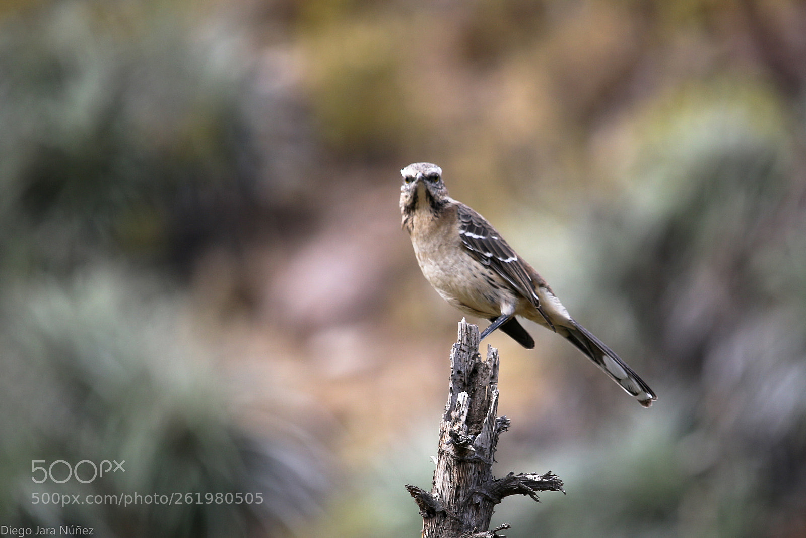 Canon EOS 70D sample photo. Tenca photography