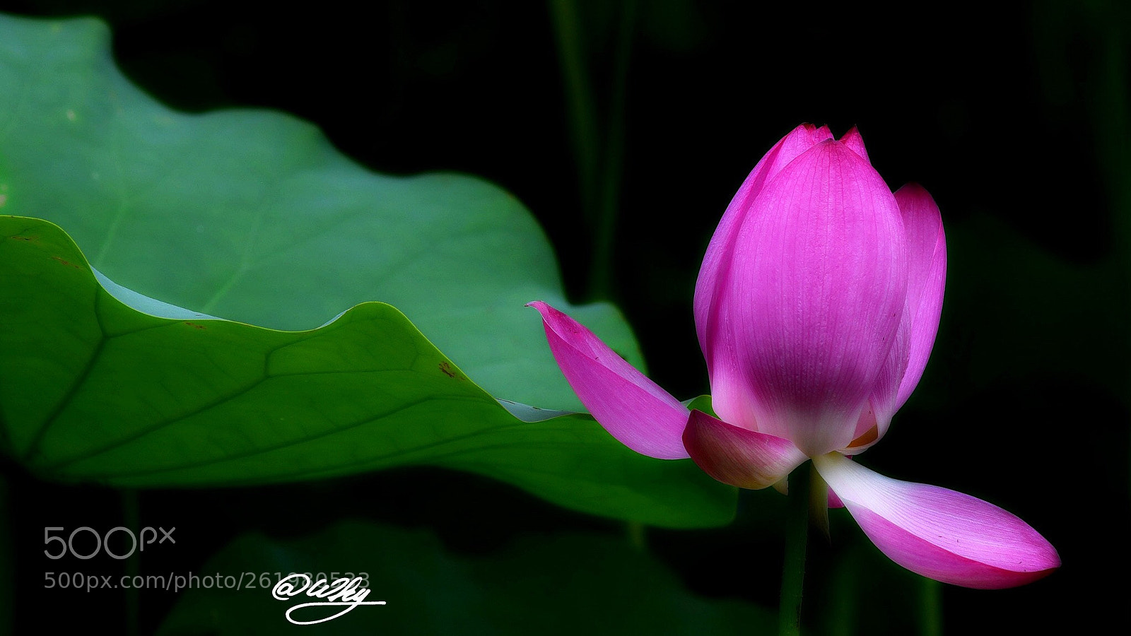 Nikon D750 sample photo. Untitled photography