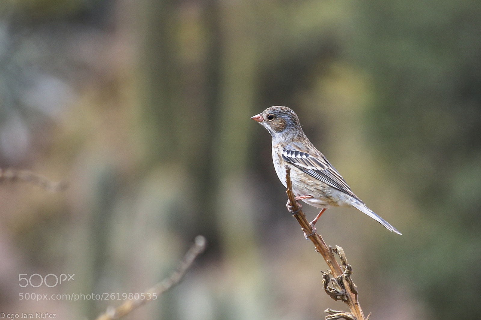 Canon EOS 70D sample photo. Yal hembra photography