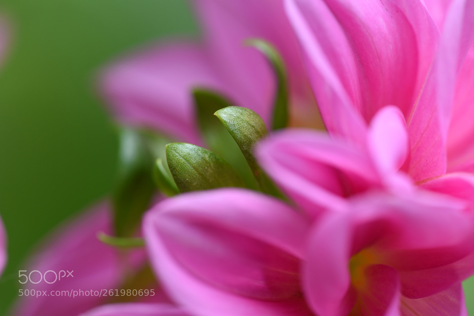 Nikon D750 sample photo. Petal photography
