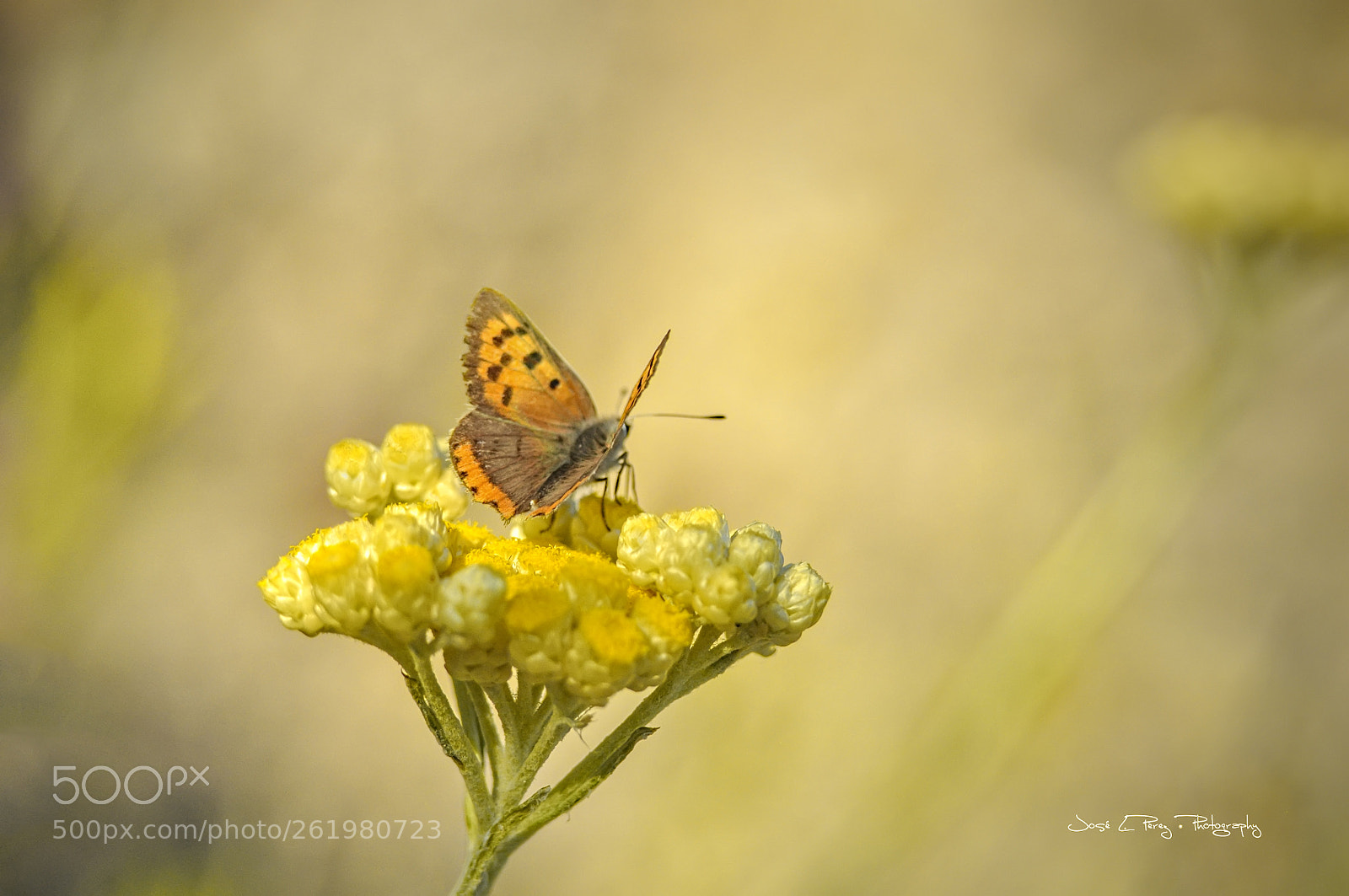 Nikon D90 sample photo. Lycaena phlaeas photography
