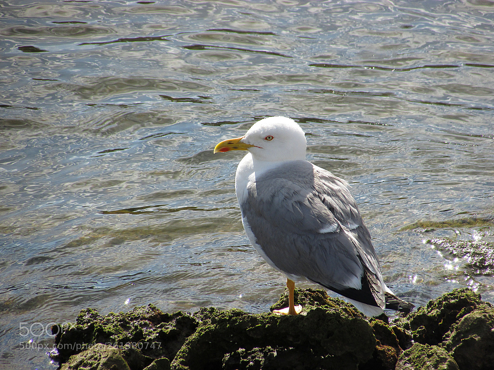 Canon PowerShot SX400 IS sample photo. Seagull photography