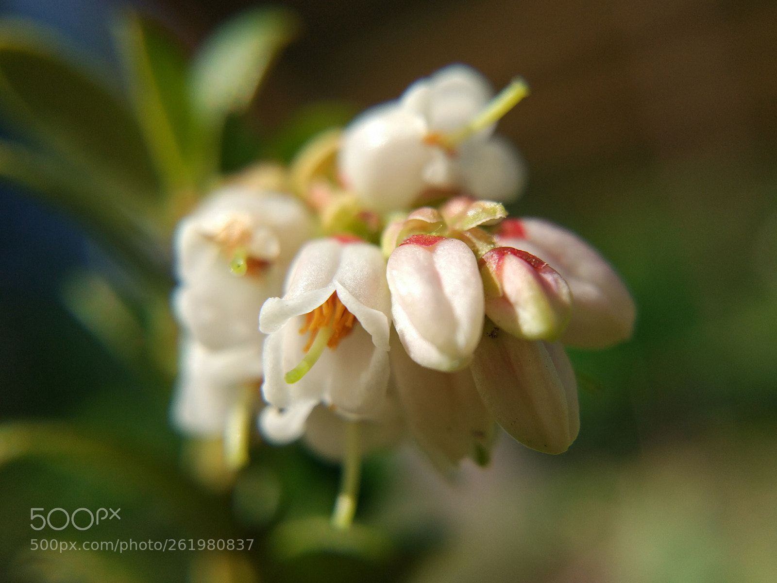 Xiaomi MI 5 sample photo. Lingonberries bloom photography