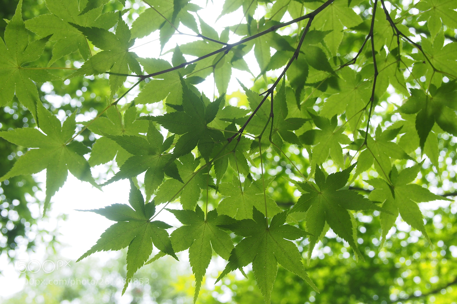 Olympus PEN E-PL6 sample photo. Summer。arashiyama photography