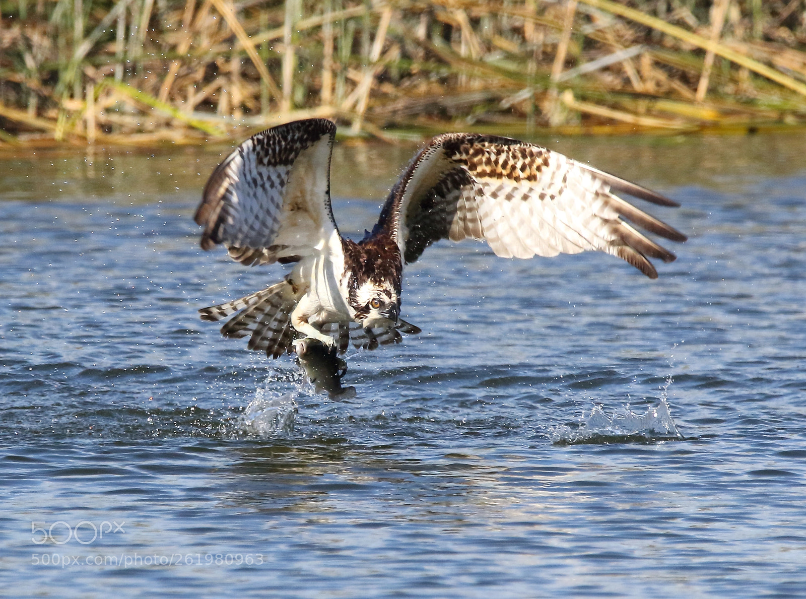 Canon EOS 7D Mark II sample photo. Fishing again photography