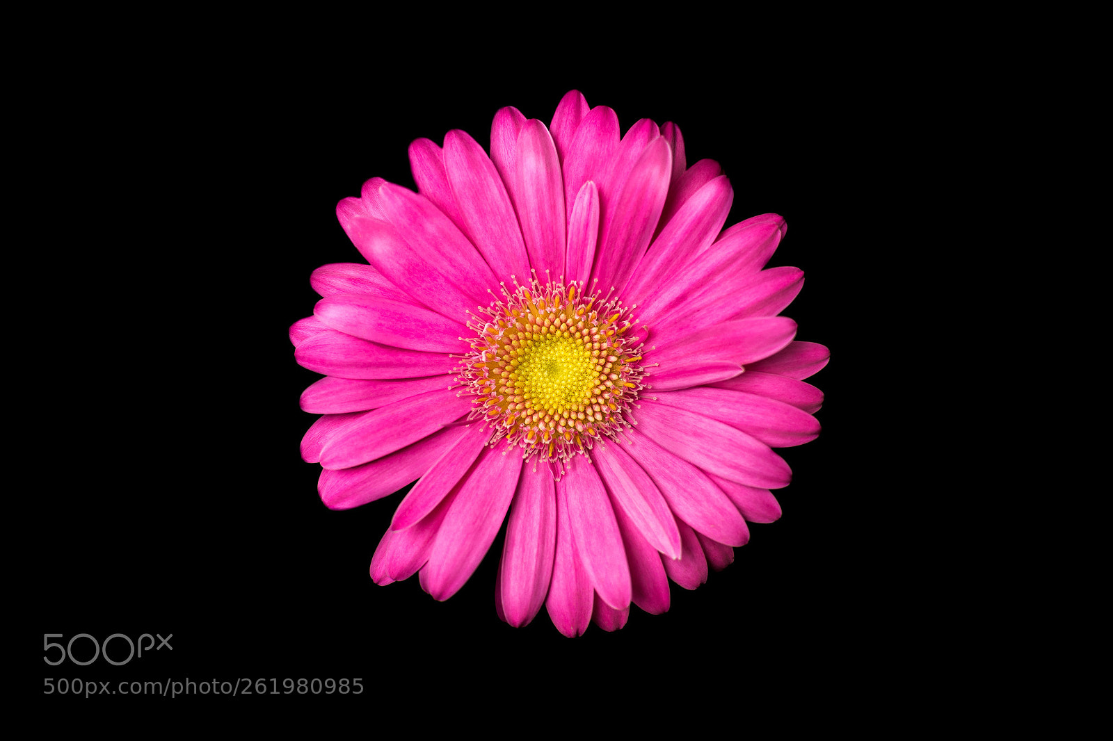 Nikon D7200 sample photo. Pink flower photography