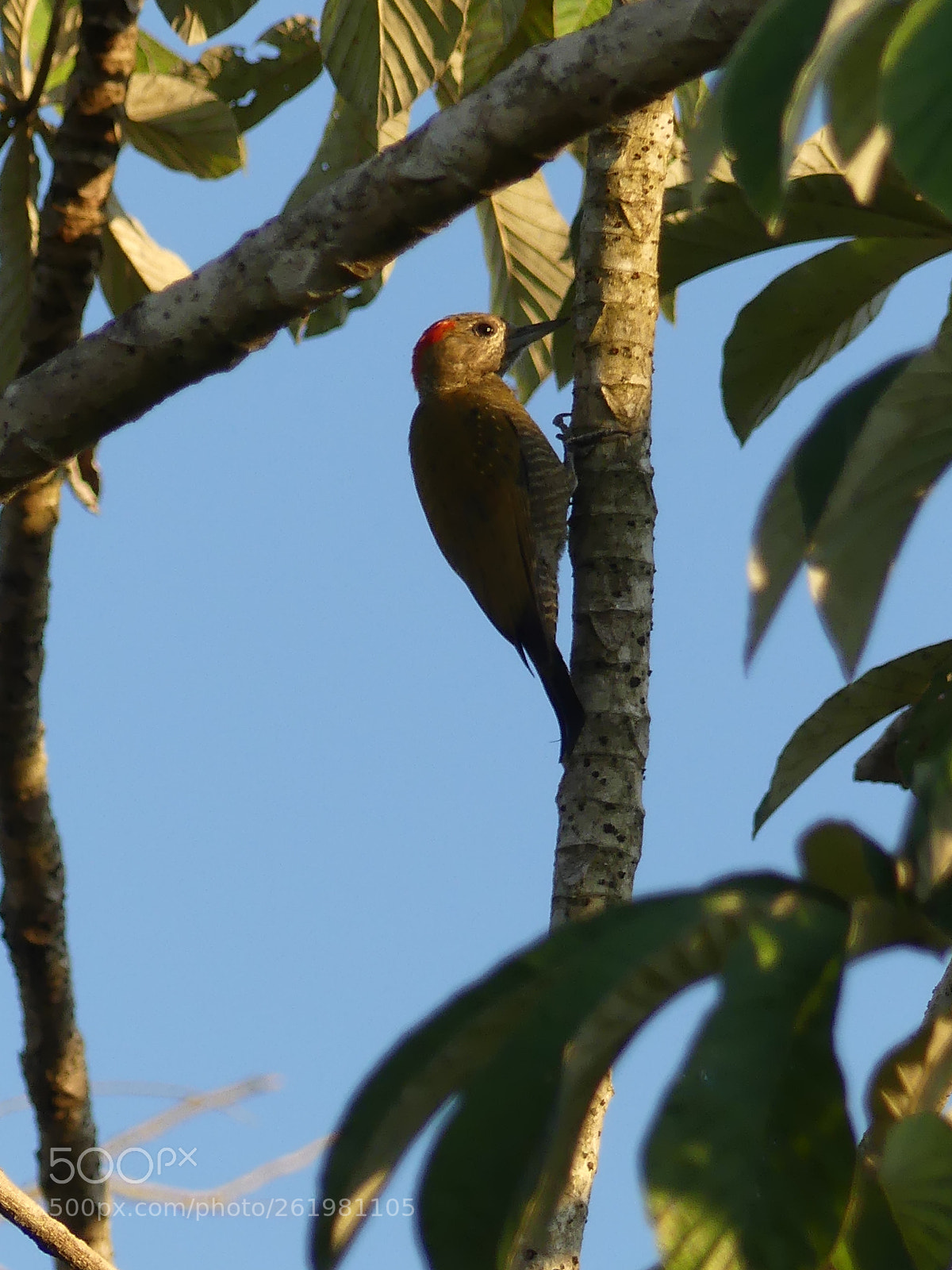Panasonic Lumix DMC-FZ300 sample photo. Little woodpecker (pic passerin) photography