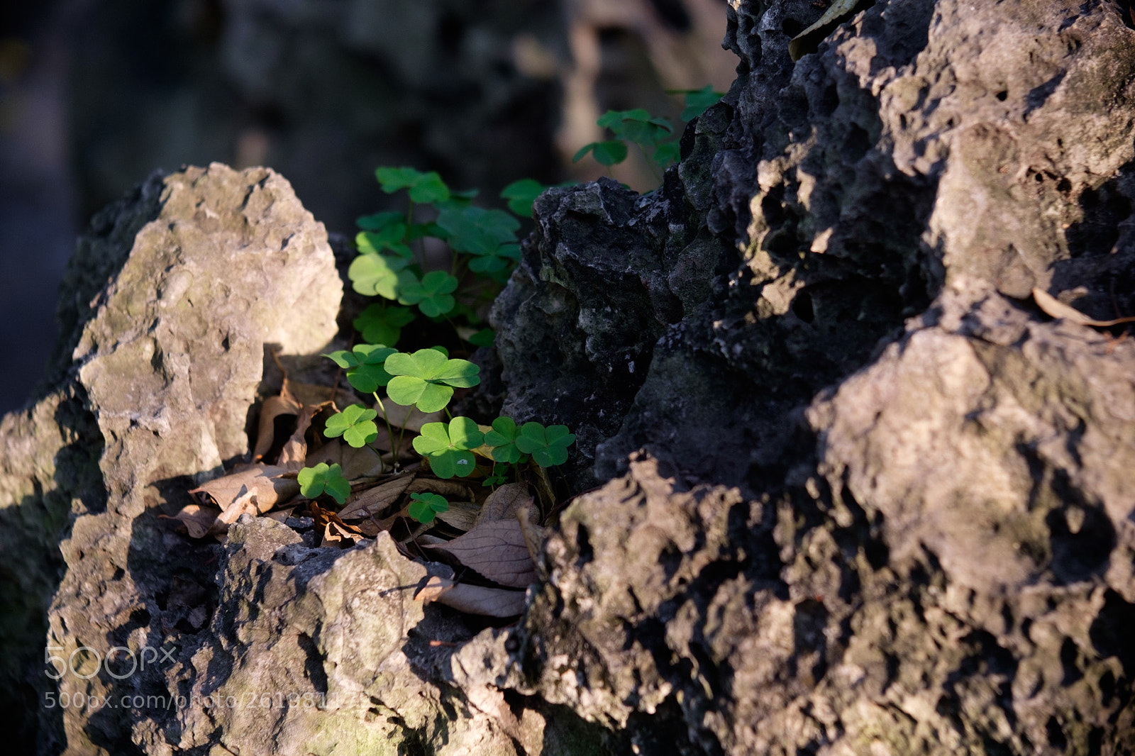 Fujifilm X-T1 sample photo. 夕阳下的酢浆草 photography