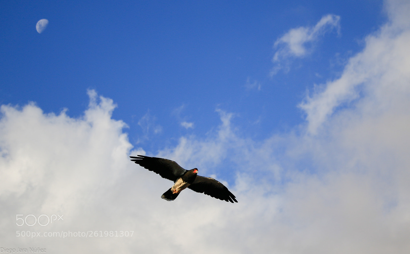 Canon EOS 70D sample photo. Mg photography