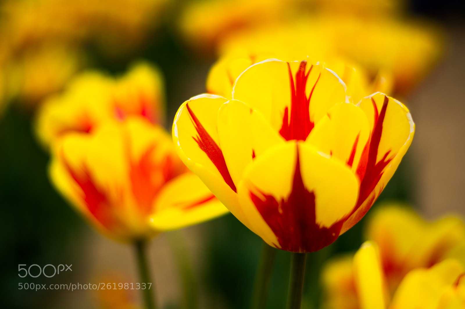 Nikon D5200 sample photo. Tulip festival nj photography