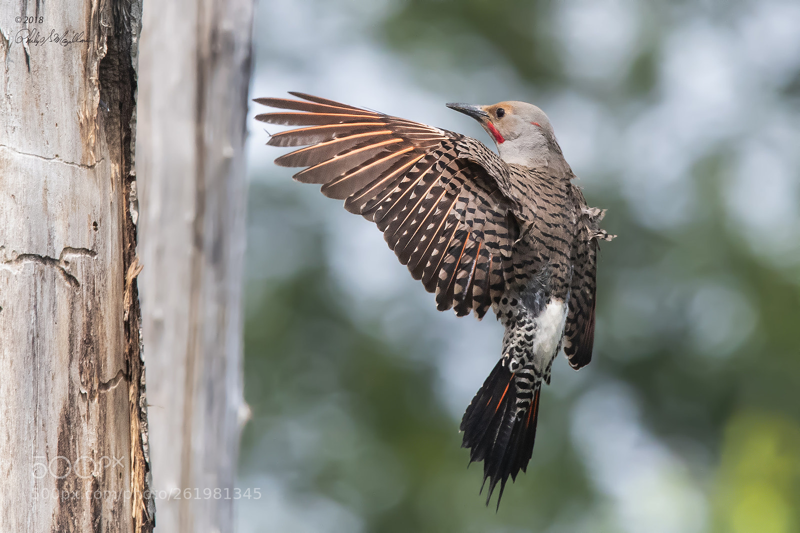 Nikon D500 sample photo. Male northern flicker approaching photography