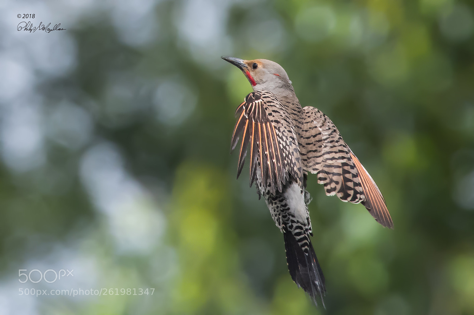 Nikon D500 sample photo. Male northern flicker approaching photography