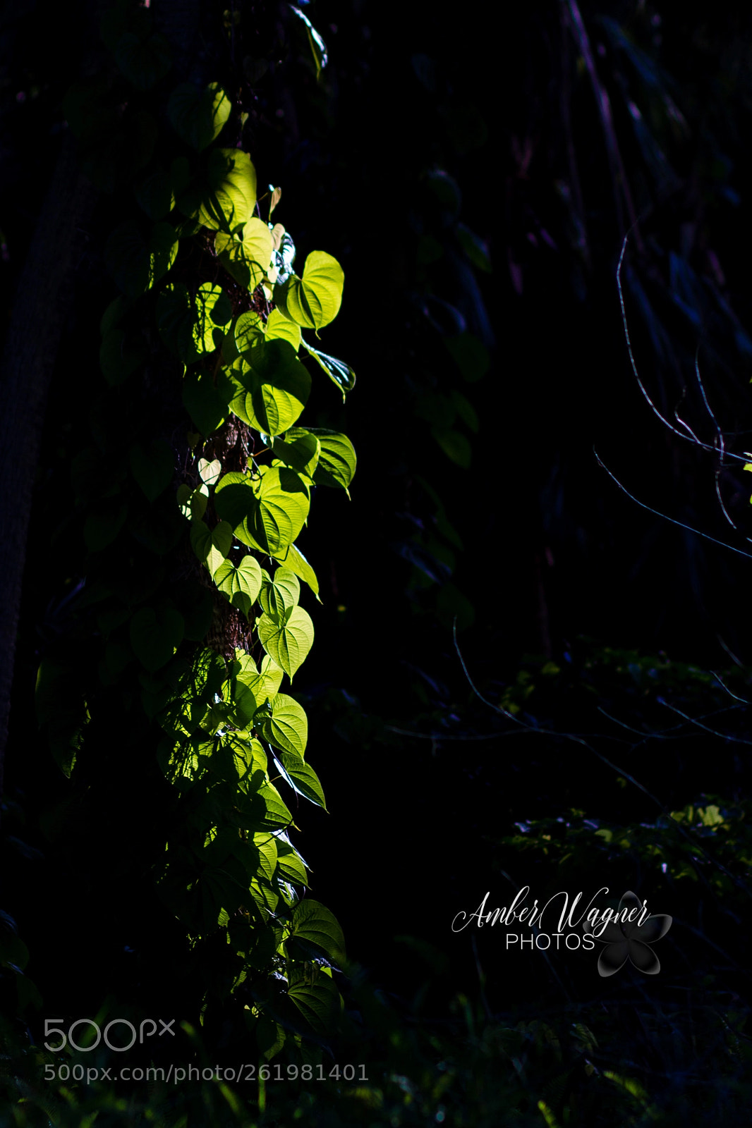 Canon EOS 7D sample photo. Finding the light photography