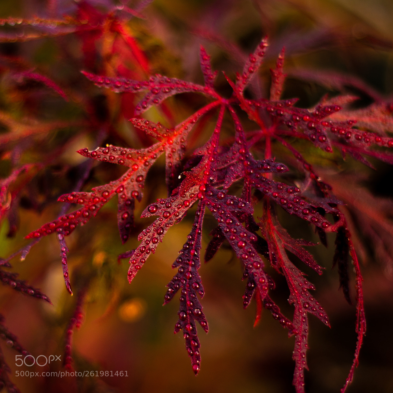 Canon EOS 70D sample photo. Japanese maple photography