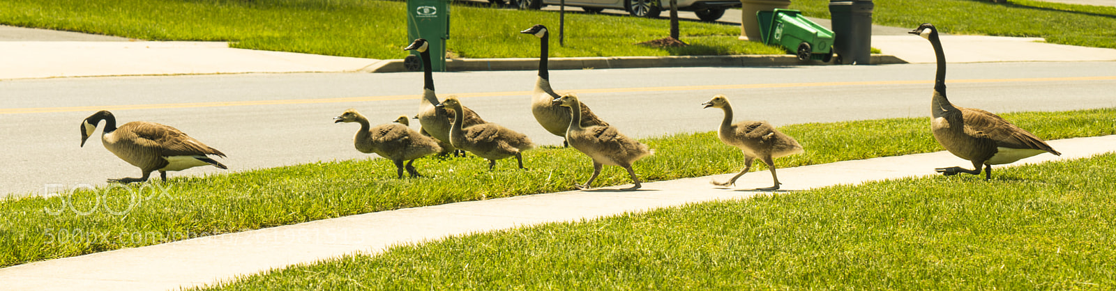 Sony a7R II sample photo. Geese and gosslings photography