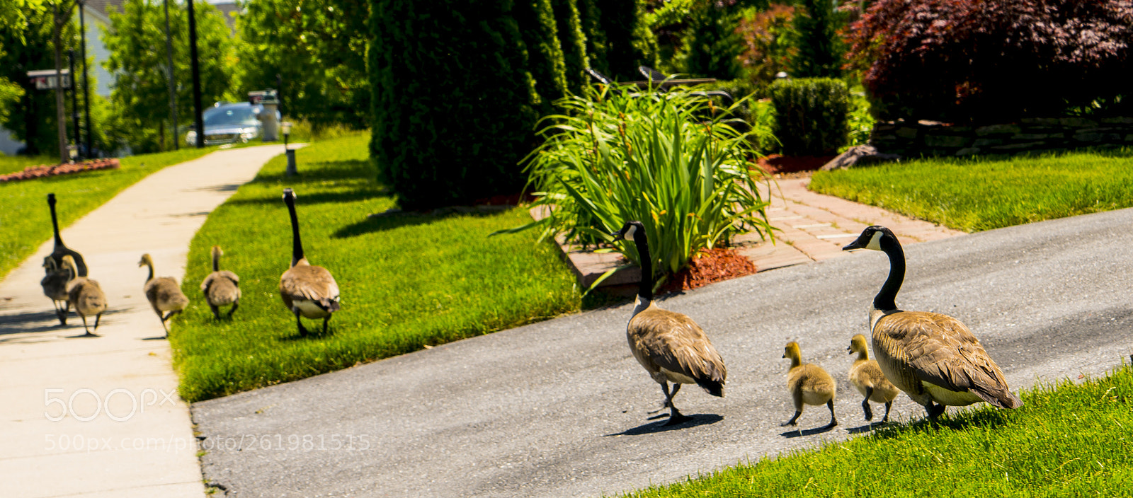 Sony a7R II sample photo. Geese and gosslings photography