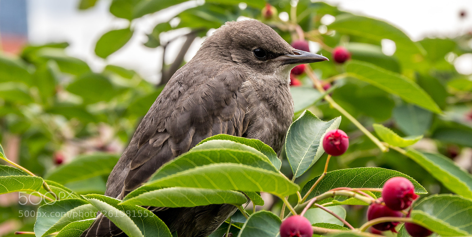 Canon EOS 77D (EOS 9000D / EOS 770D) sample photo. Starling at high line photography