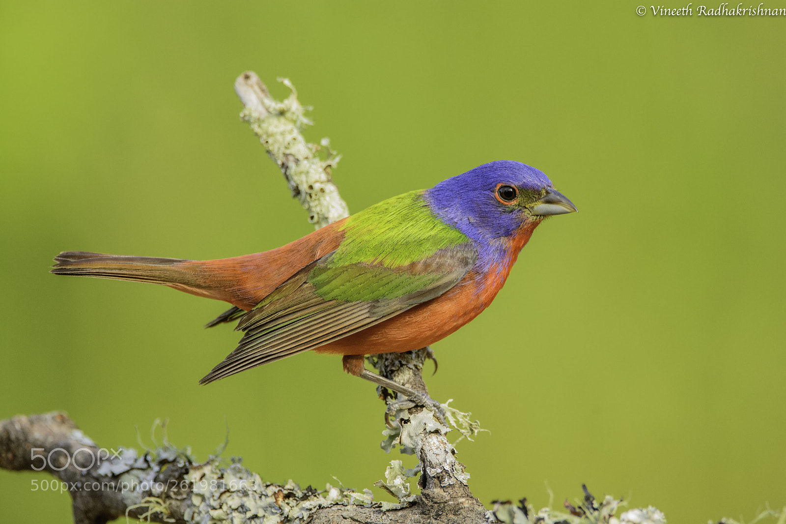 Nikon D7100 sample photo. Painted bunting perched photography