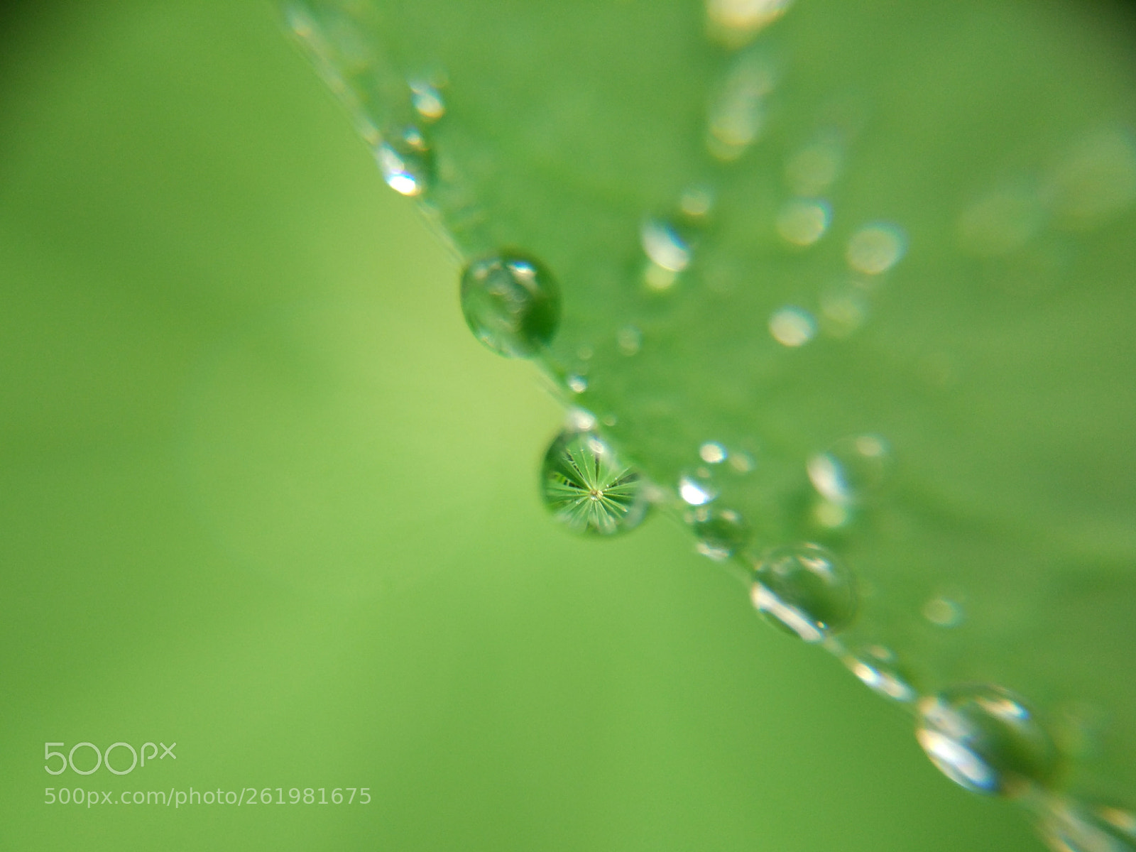 Xiaomi MI 5 sample photo. Morning dew photography