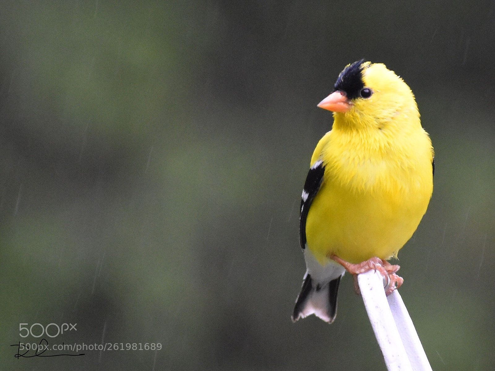 Nikon D3400 sample photo. American goldfinch  photography