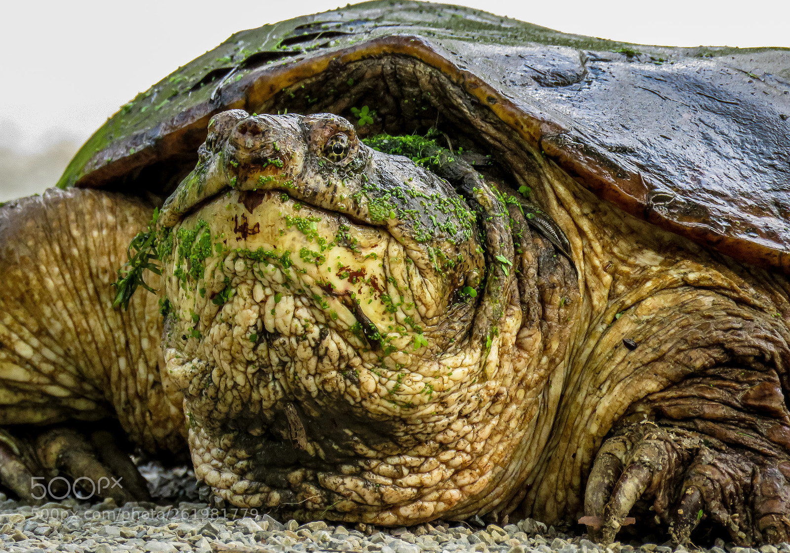 Canon PowerShot SX60 HS sample photo. Jabba the hutt photography