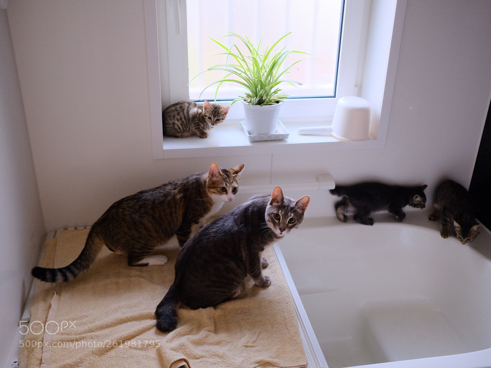 Fujifilm X-T2 sample photo. Bath time  photography