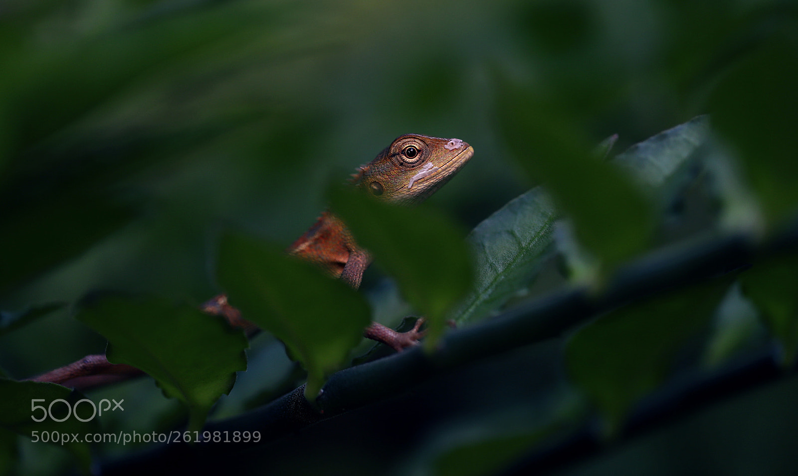 Canon EOS 6D Mark II sample photo. Watching you photography
