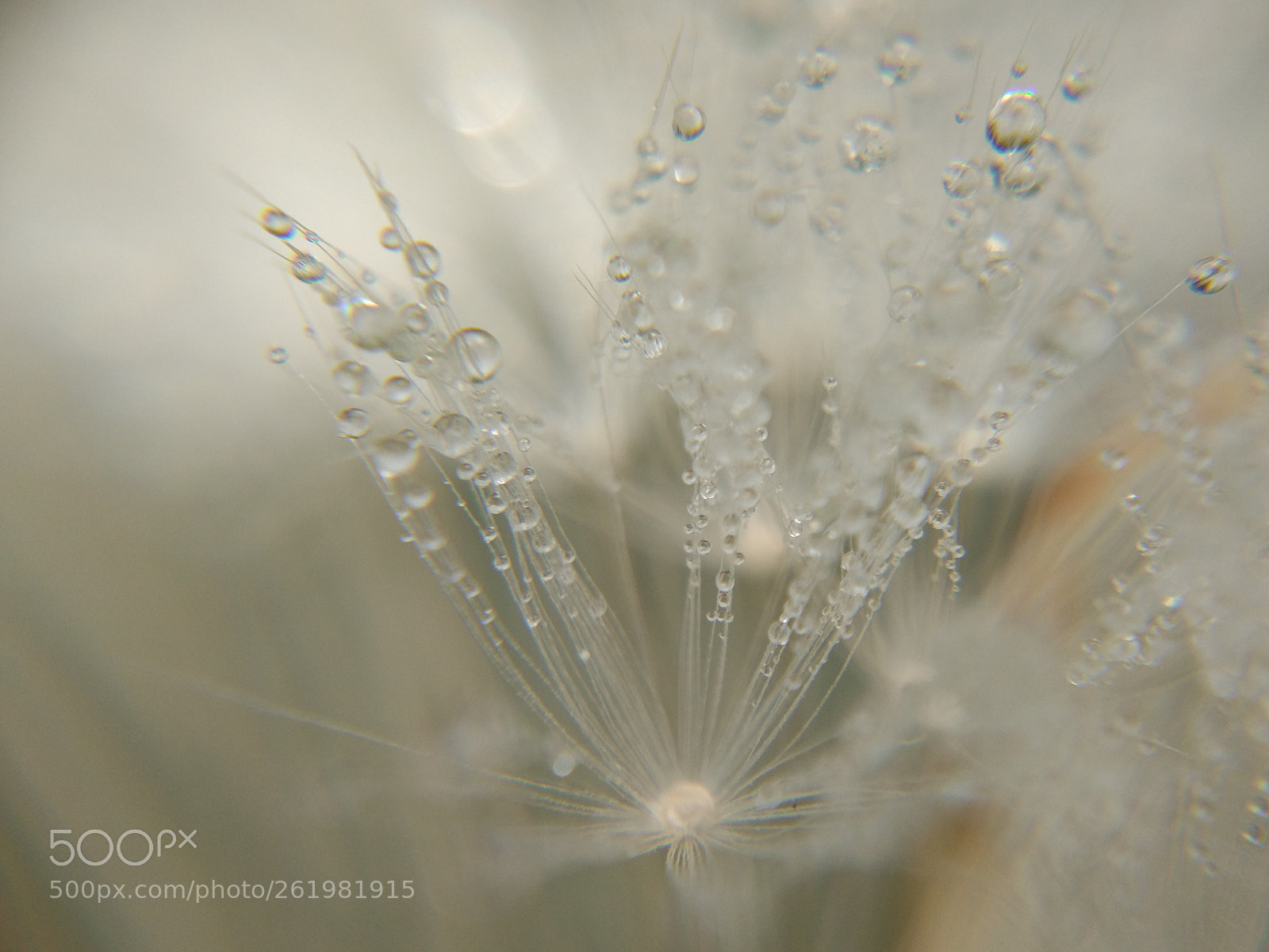 Xiaomi MI 5 sample photo. Dandelion photography