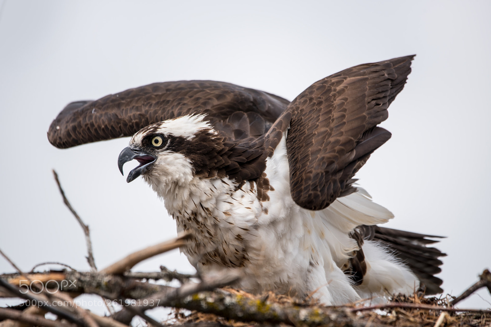 Nikon D750 sample photo. Nesting photography