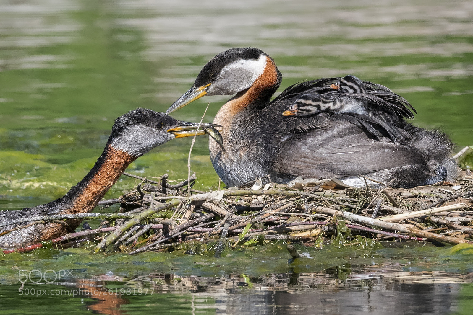 Nikon D850 sample photo. Red necked grebes feeding photography