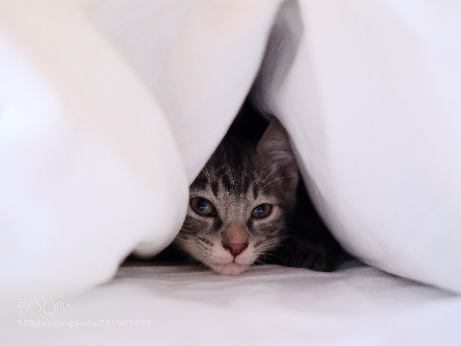 Fujifilm X-T2 sample photo. Hide and seek  photography