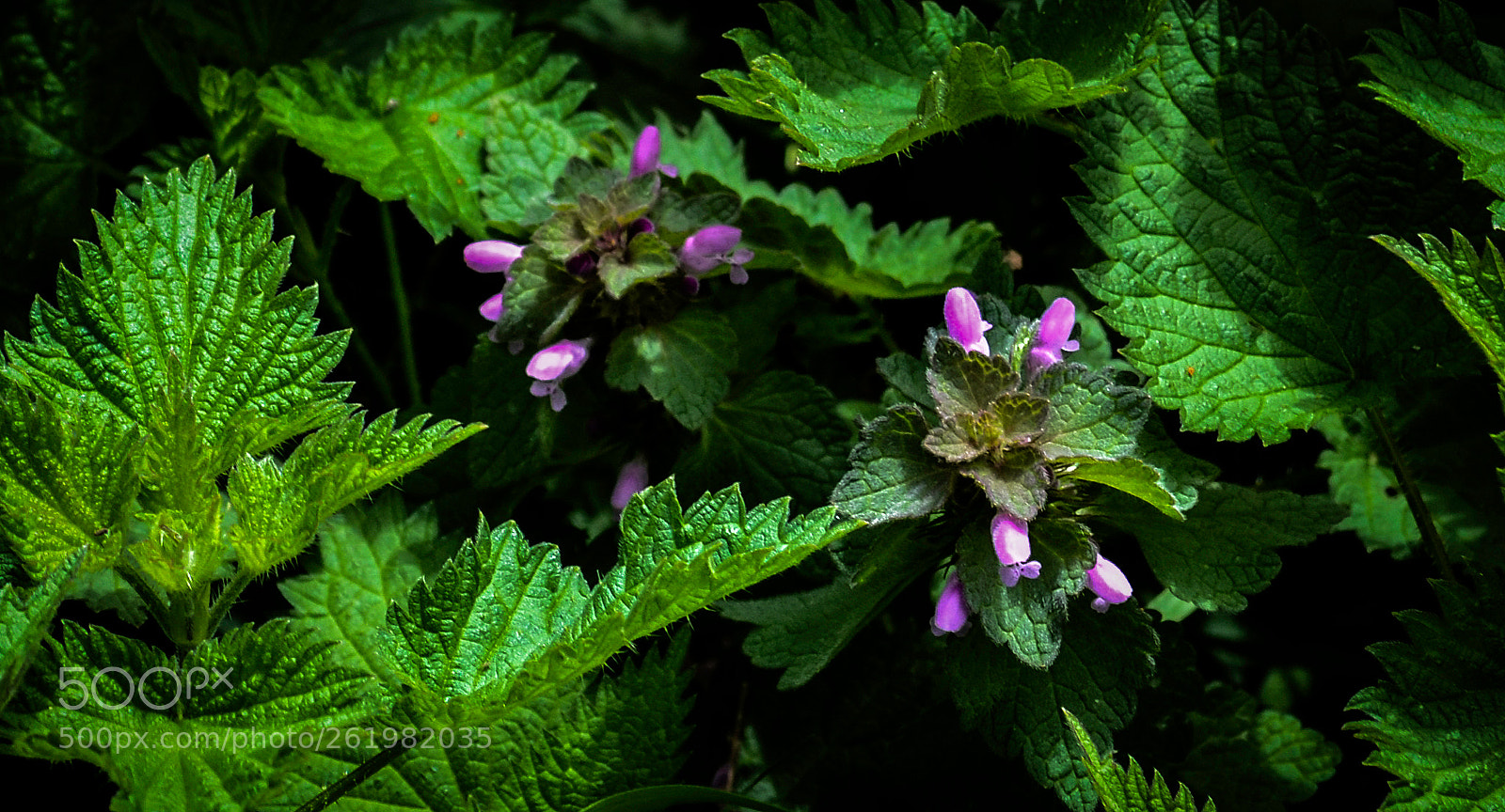Nikon D3100 sample photo. Nettle photography