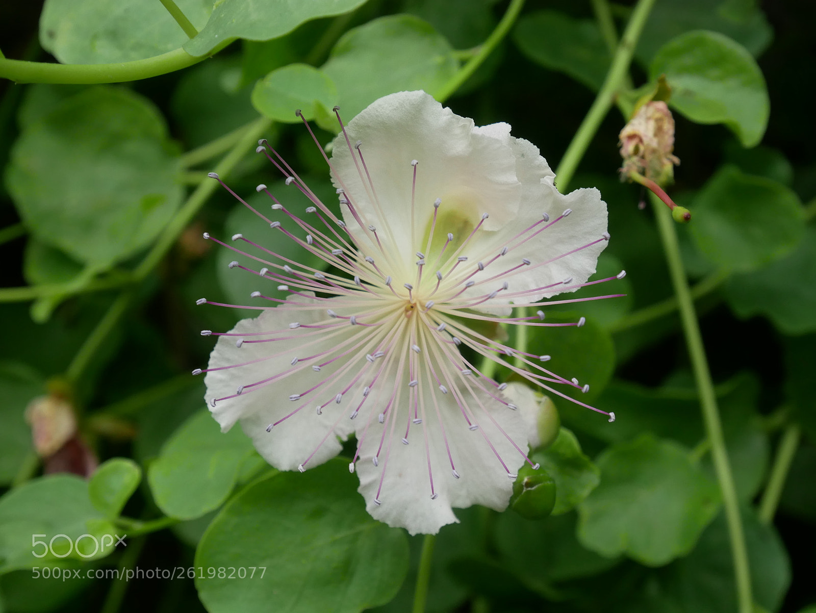 Panasonic Lumix DMC-GX85 (Lumix DMC-GX80 / Lumix DMC-GX7 Mark II) sample photo. That one cool flower photography