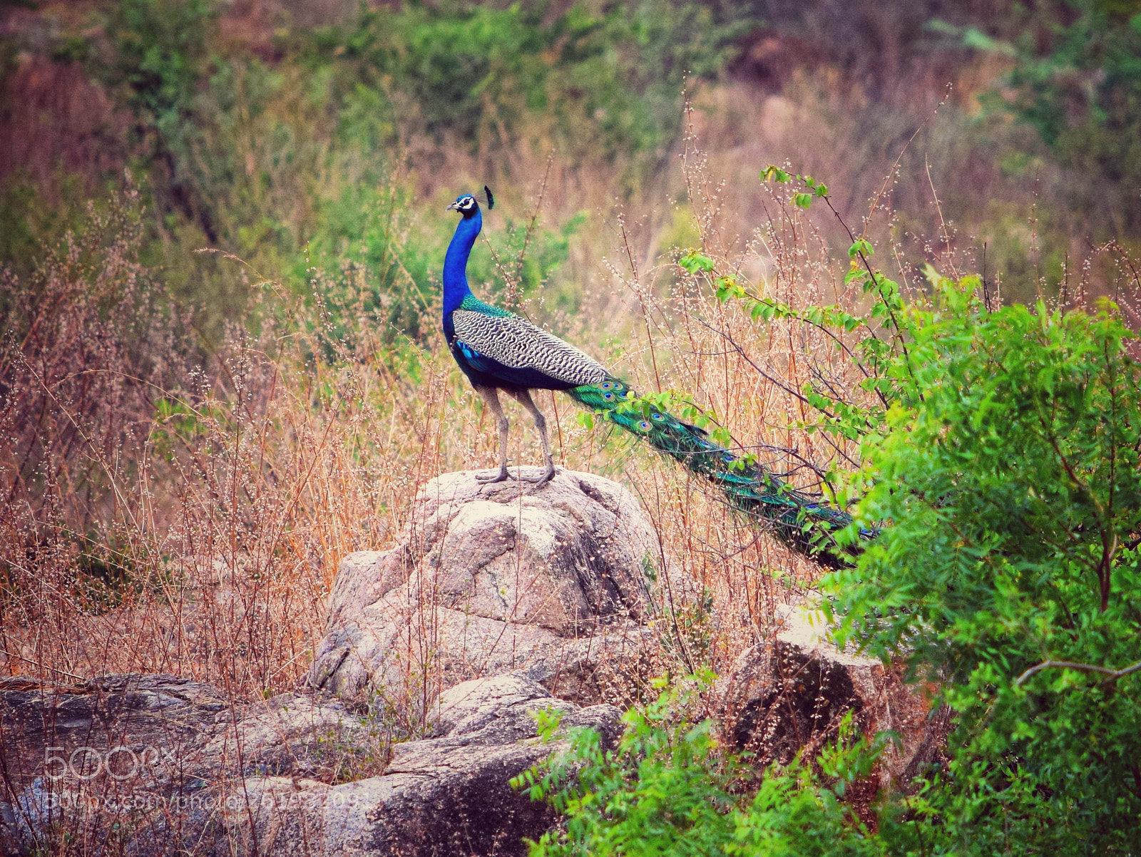 Nikon D3300 sample photo. The proud peacock photography