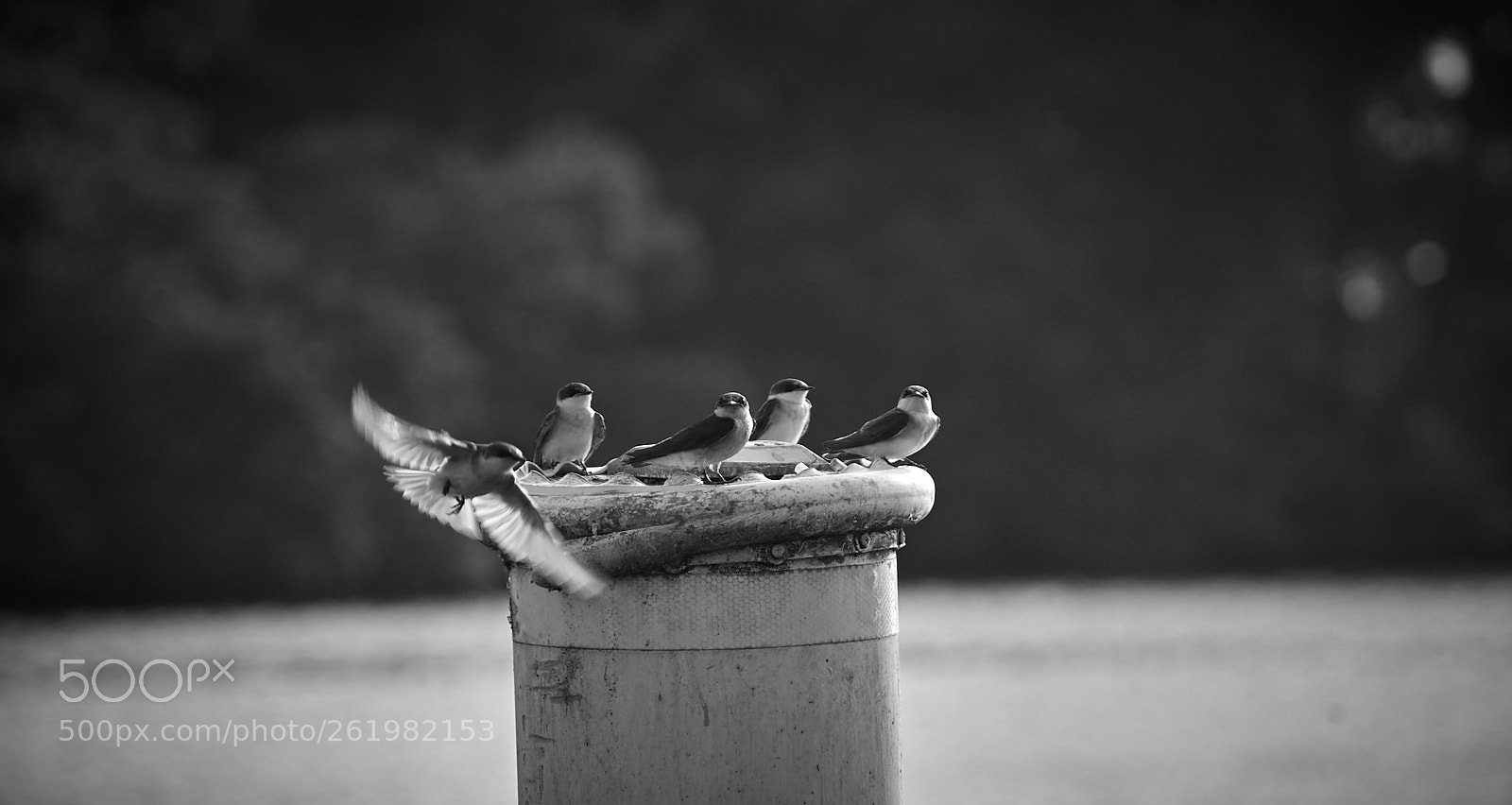 Nikon D40 sample photo. Little fellows 2 photography