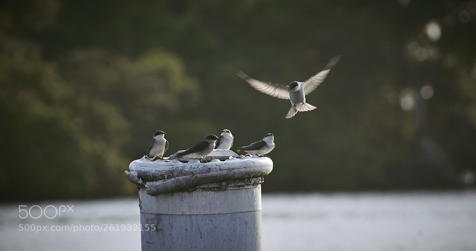 Nikon D40 sample photo. Little fellows 1 photography