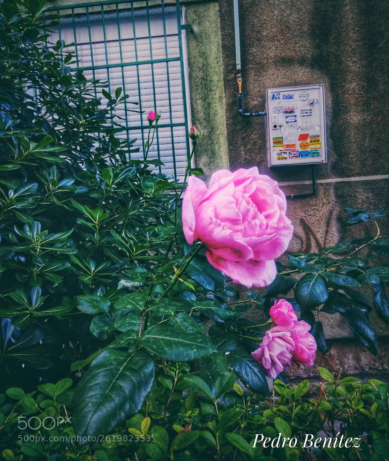 Xiaomi Redmi Note 4 sample photo. Rosa photography