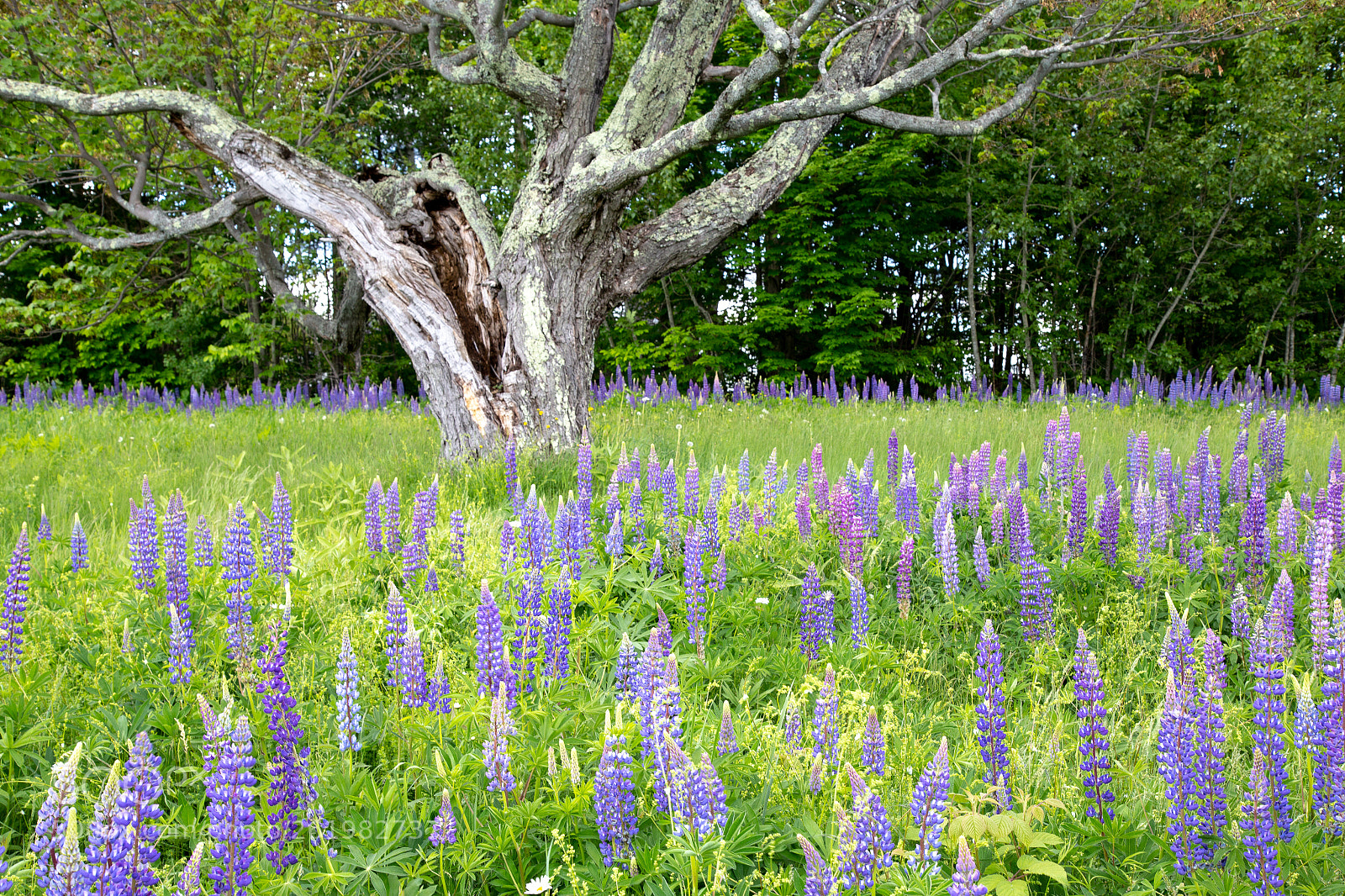 Canon EOS 6D sample photo. Lupines and tree photography