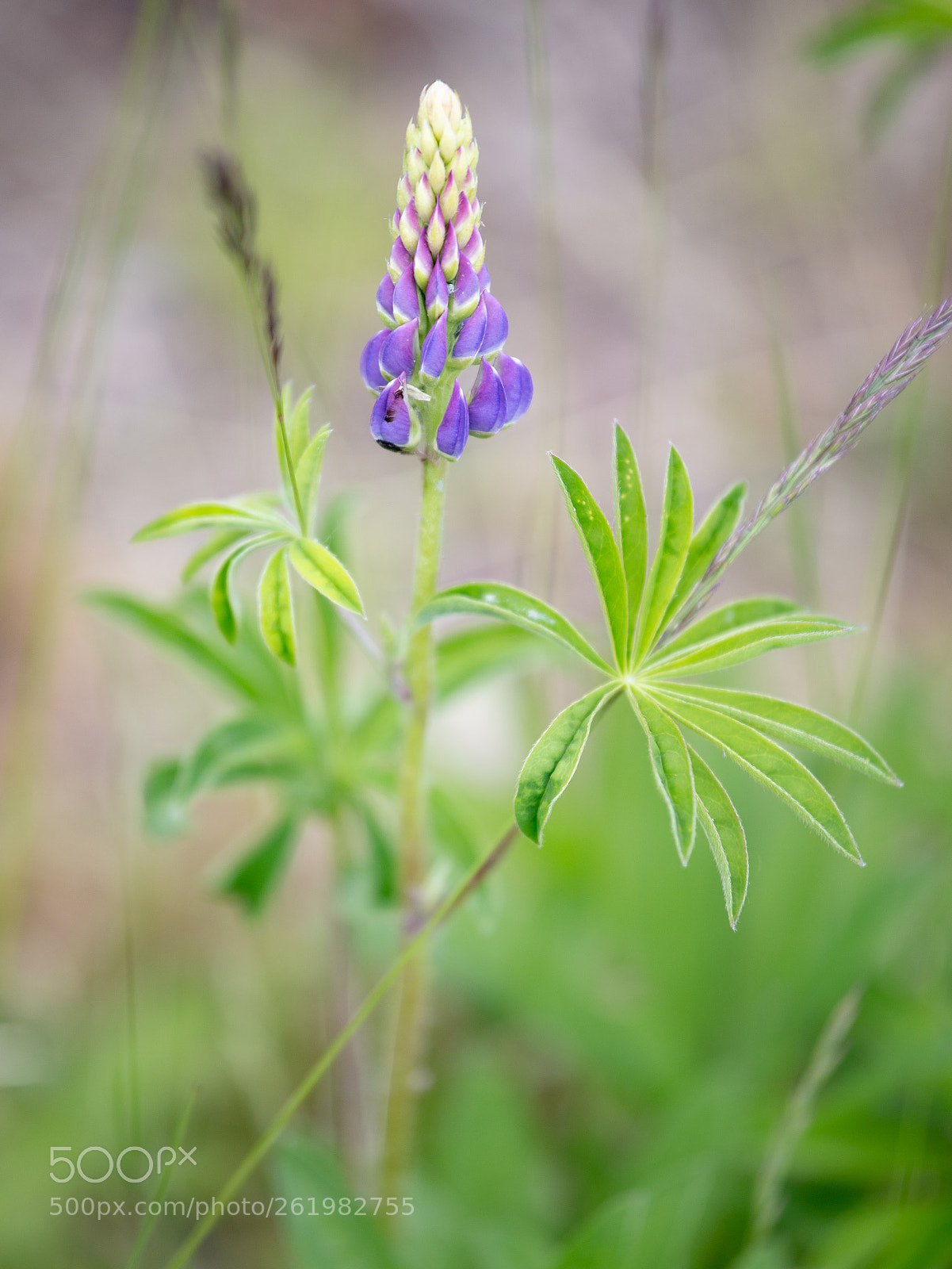Canon EOS 6D sample photo. Lupine photography