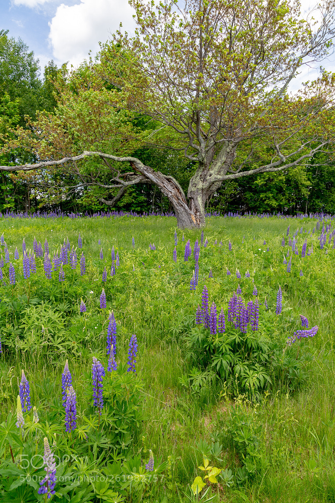 Canon EOS 6D sample photo. Img photography