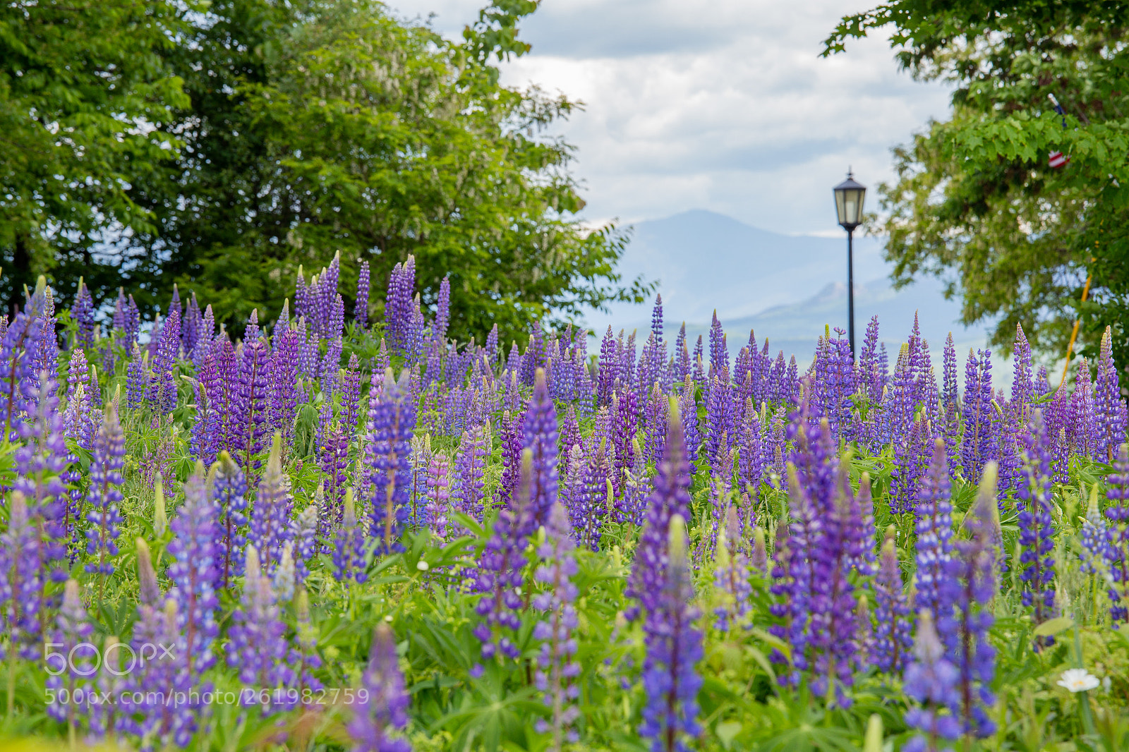 Canon EOS 6D sample photo. Lupines photography