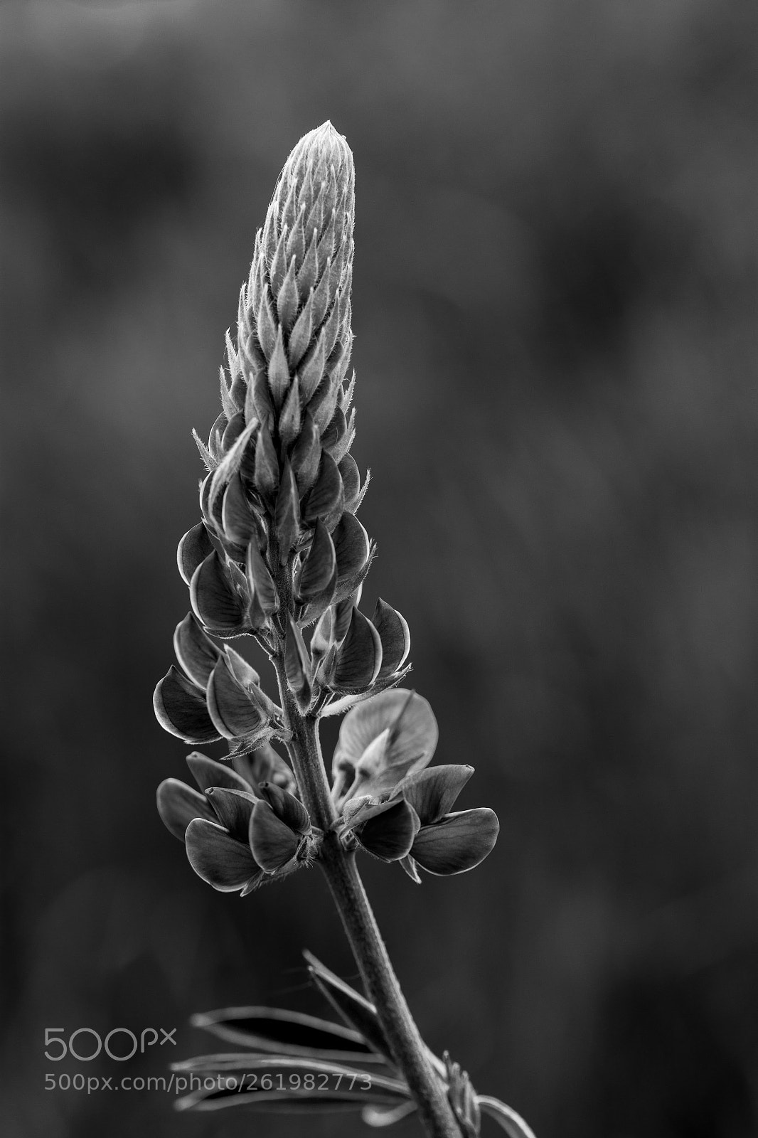 Canon EOS 6D sample photo. Lupines in nh photography