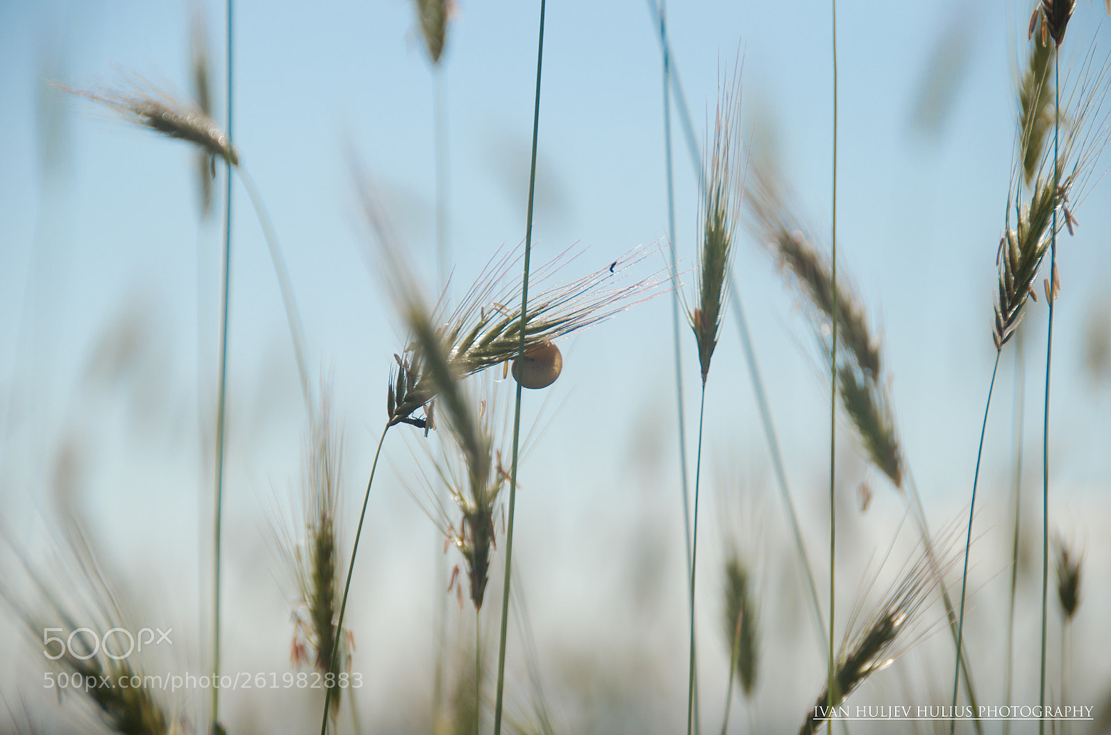 Nikon D5100 sample photo. After the rain photography