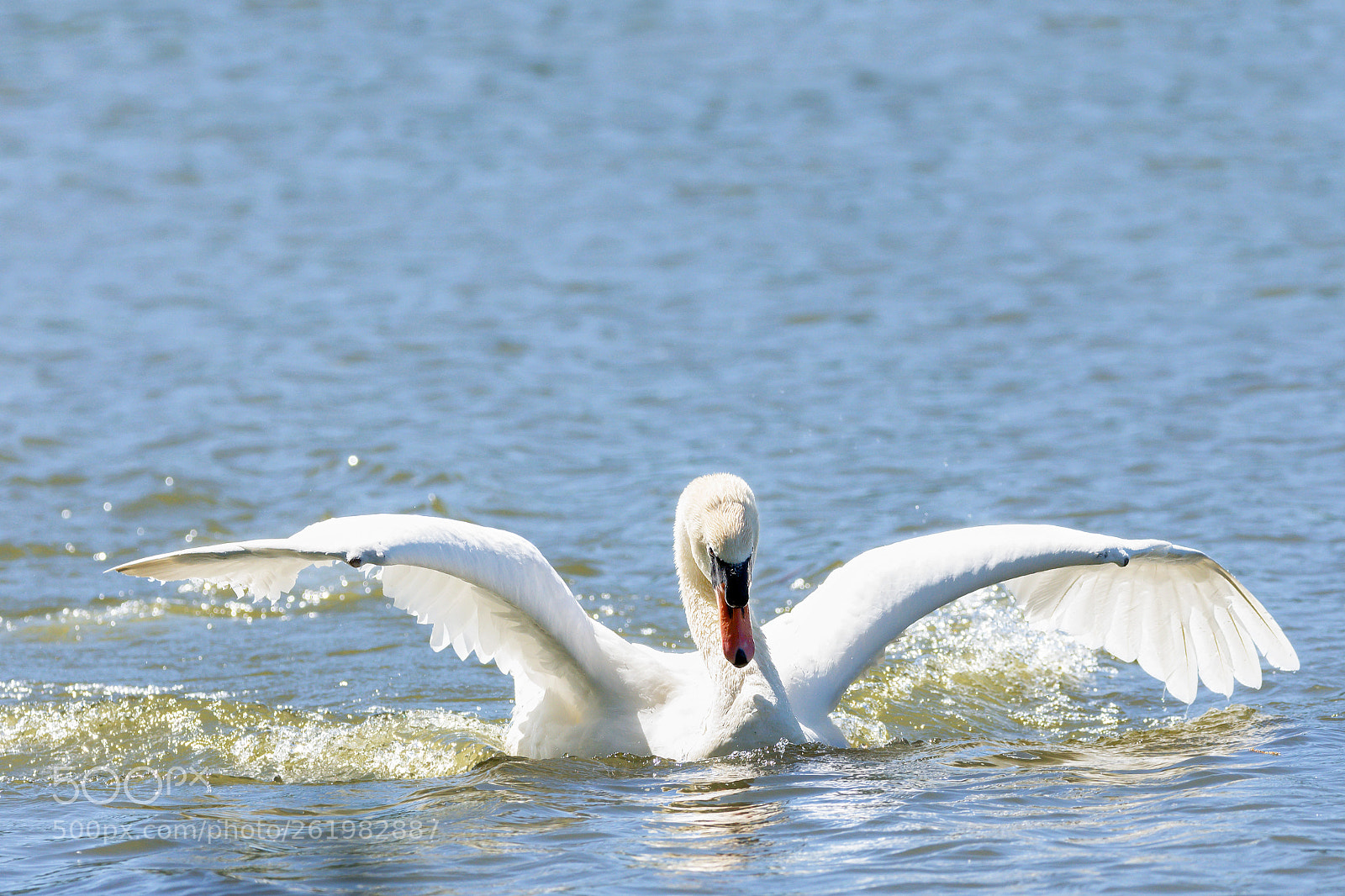 Nikon D7200 sample photo. Stratford mute swan 01 photography