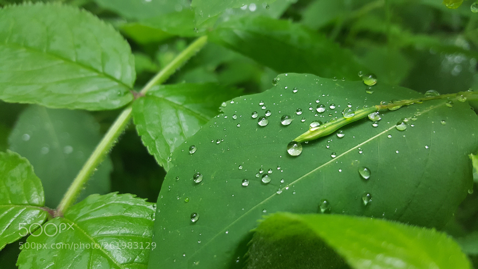 Samsung Galaxy S6 sample photo. Morning dew drops photography