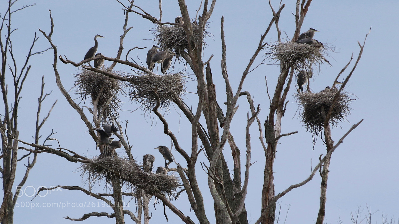 Canon EOS 7D Mark II sample photo. Rookery photography